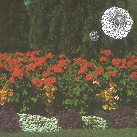 imaginary softwoods annual flowers in color album cover